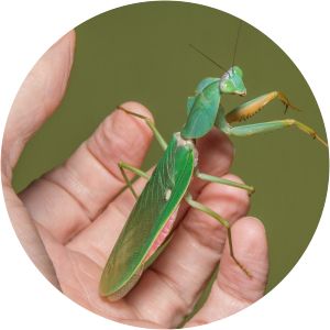 Rhombodera latipronotum