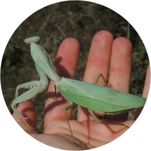 Rhombodera megaera