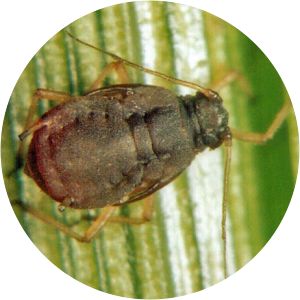 Rhopalosiphum rufiabdominale