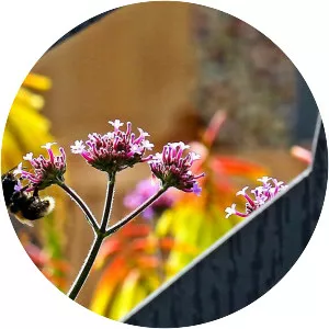 RHS Flower Show Tatton Park