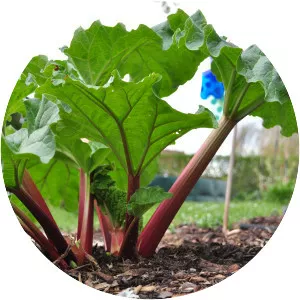 Rhubarb