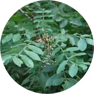 Rhus chinensis