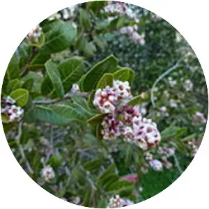 Rhus kearneyi