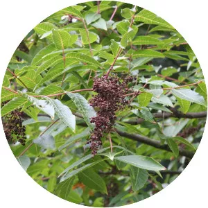 Rhus potaninii