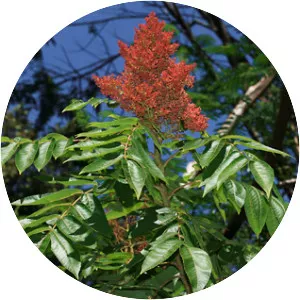 Rhus sandwicensis