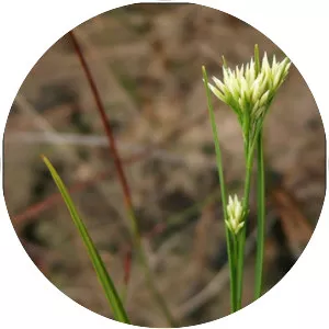 Rhynchospora alba - Plants