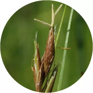 Rhynchospora capillacea - 