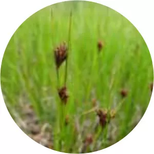 Rhynchospora fusca