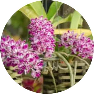 Rhynchostylis gigantea