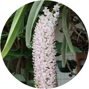 Rhynchostylis retusa