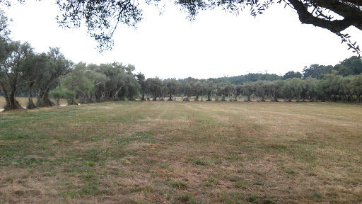 Ribadulla BrB - Vineyard in Spain