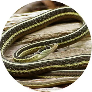 Ribbon snake