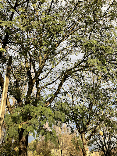 Ribeiro do Pinheirinho - National reserve in Palmeira, Portugal