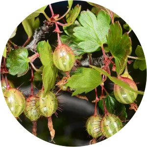 Ribes californicum