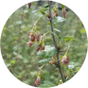 Ribes divaricatum