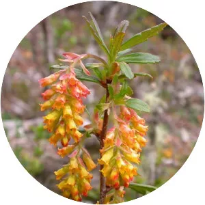 Ribes integrifolium - 