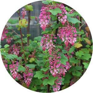 Ribes sanguineum