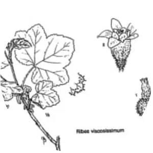 Ribes viscosissimum - Plants