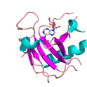 Ribonuclease - 