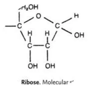 Ribose - 