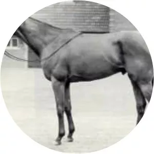 Ribot - Horse