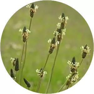 Ribwort Plantain - Plants
