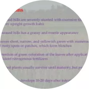 Rice grassy stunt virus