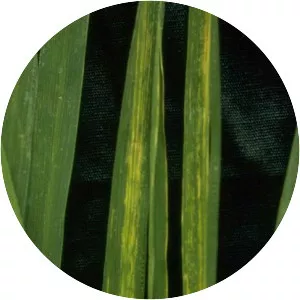 Rice stripe virus - 