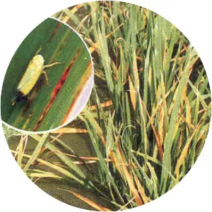 Rice tungro bacilliform virus