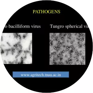 Rice tungro spherical virus