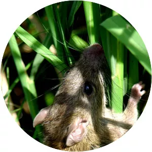 Ricefield rat - Rodent