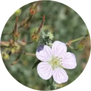 Richardson's geranium - Plants