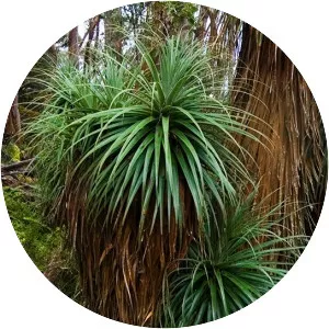 Richea