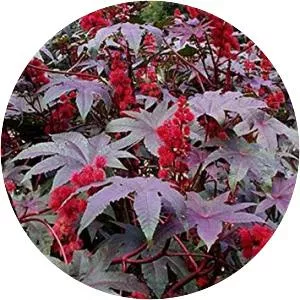 Ricinus - Plants