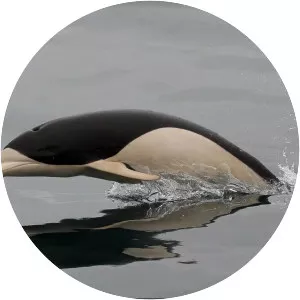 Right whale dolphin