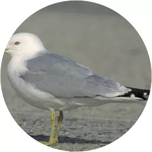 Ring-billed gull