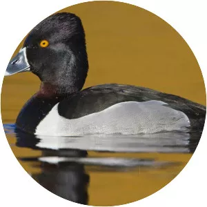 Ring-necked duck
