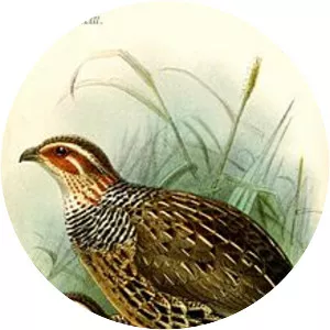 Ring-necked francolin
