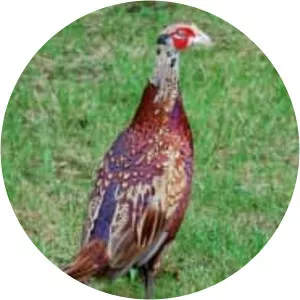 Ring-necked Pheasant