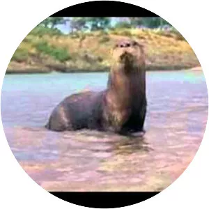 Ring of Bright Water