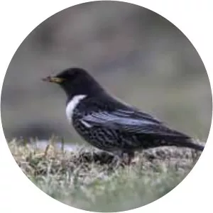 Ring ouzel
