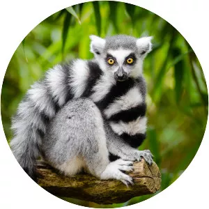 Ring-tailed lemur