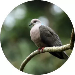 Ring-tailed pigeon - Bird