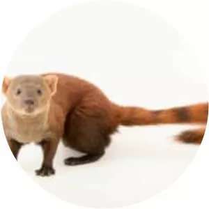 Ring-tailed vontsira