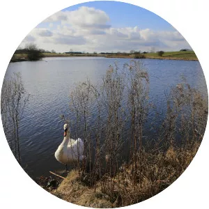Ringe Sø - Lake in Denmark