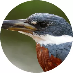 Ringed kingfisher - Bird