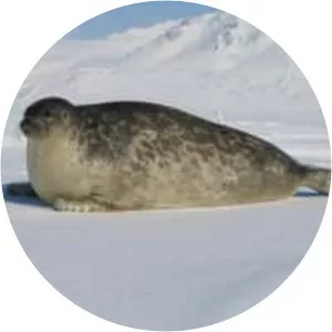 Ringed seal - Animal