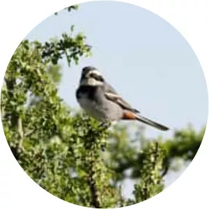 Ringed warbling finch