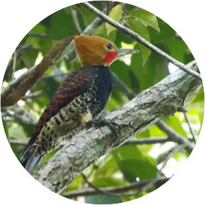 Ringed woodpecker