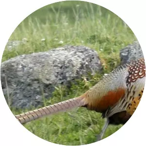 Ringnecked Pheasant